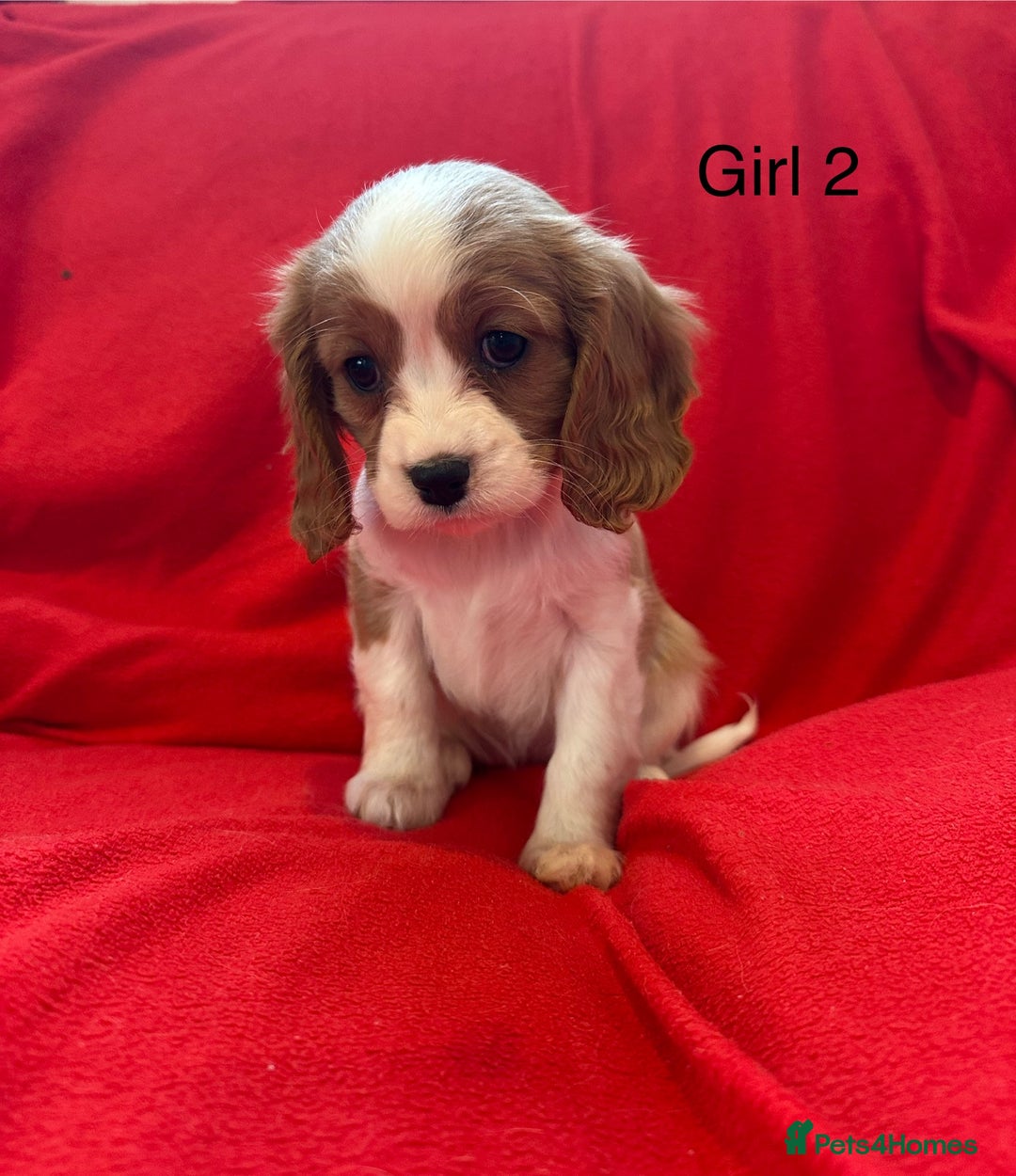 Cavalier King Charles Spaniel dogs for sale: Gorgeous Cavalier King Charles Spaniel puppies - Advert 10