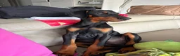 Dobermann dogs for sale: Dobermann male pup  in Southampton - Advert 3