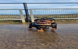 English Bulldog dogs for stud: English bulldog black and tan for stud - Image 3