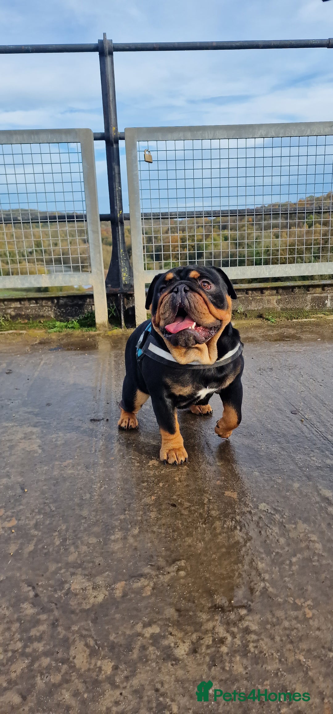 English Bulldog dogs for stud: English bulldog black and tan for stud - Image 3