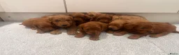 Cockapoo dogs for sale: KC Parents F1 Cockerpoos !!!! - Advert 3