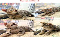 Mixed Breed cats for sale: Adorable Mixed Bengal Kittens- Dad 100% Bengal! - Image 3