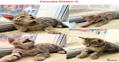 Mixed Breed cats Adorable Mixed Bengal Kittens- Dad 100% Bengal! - Advert 6