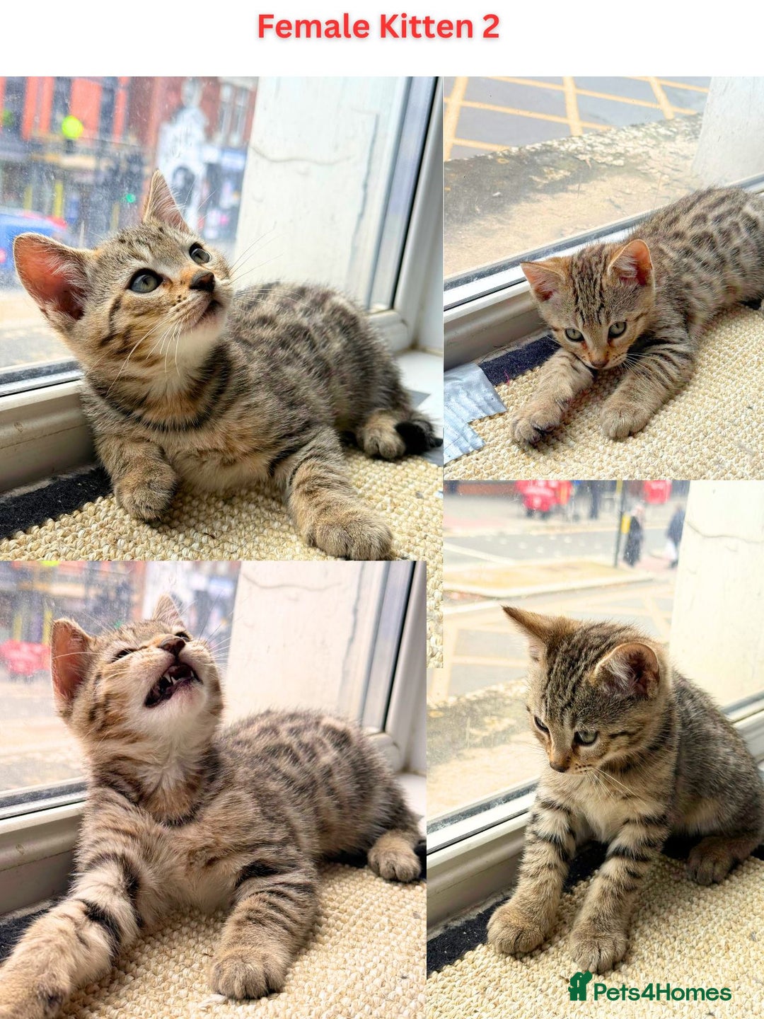 Mixed Breed cats for sale: Adorable Mixed Bengal Kittens- Dad 100% Bengal! - Image 3