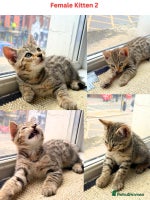 Mixed Breed cats Adorable Mixed Bengal Kittens- Dad 100% Bengal! - Advert 6
