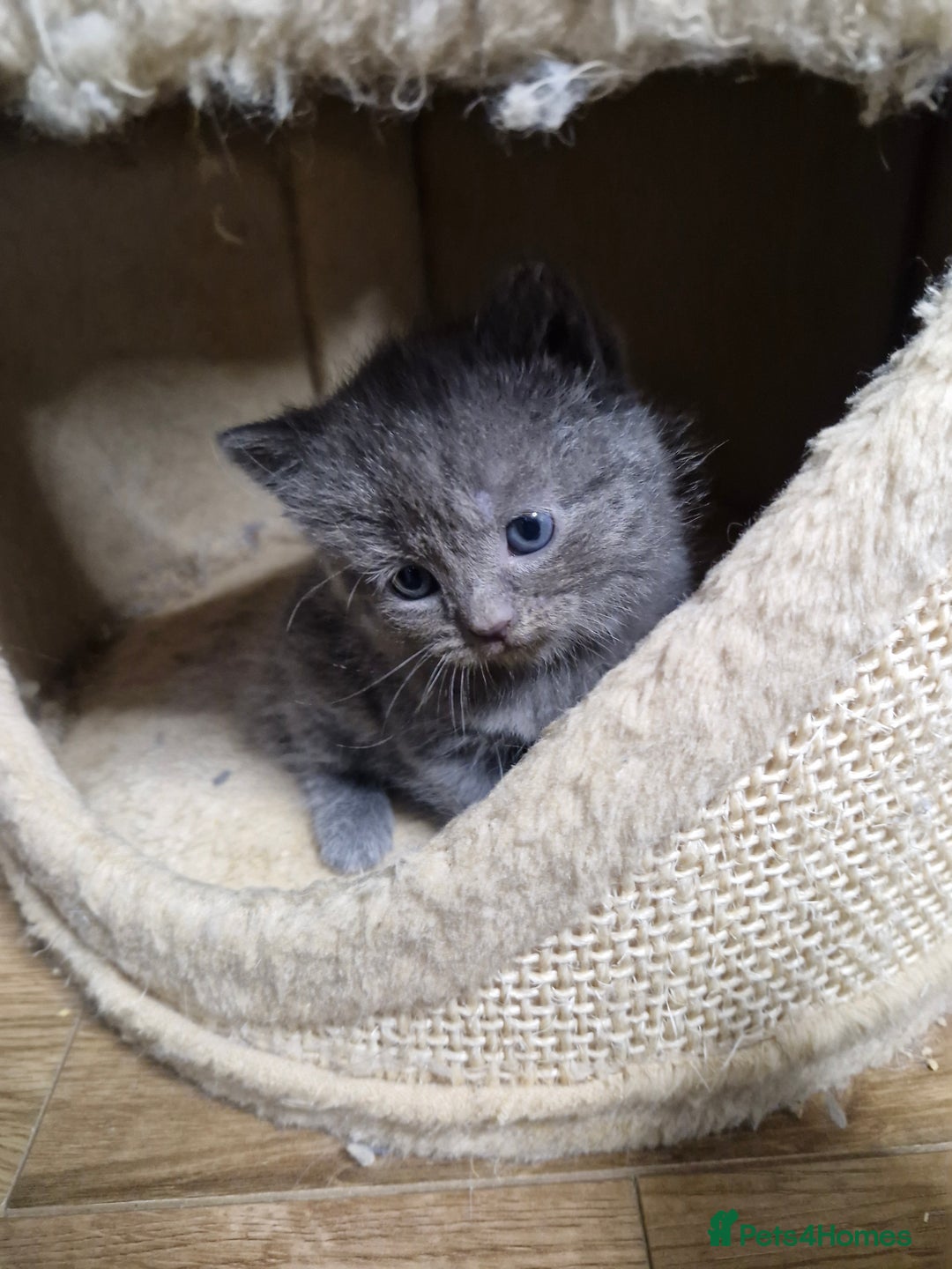 Scottish Fold cats for sale: Scottish fold kittens with straight ears - Advert 8