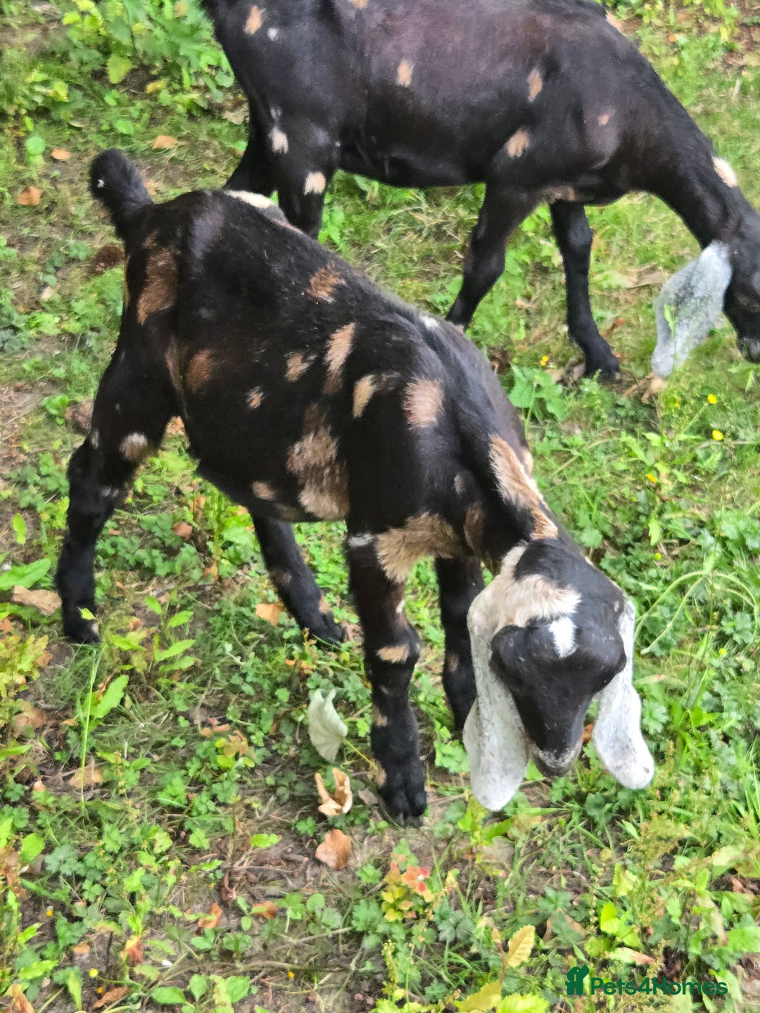 Goats livestock for sale: Pedigree Anglo Nubian Kids (disbudded) - Image 4