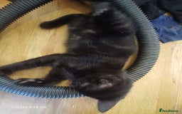 Mixed Breed cats for sale: 4 stunning kittens looking for their forever home. - Image 17