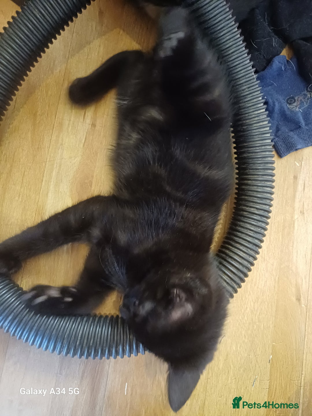 Mixed Breed cats for sale: 4 stunning kittens looking for their forever home. - Image 17