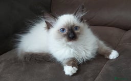 Ragdoll cats for sale: RAGDOLL SEAL POINT BLUE EYES READY NOW! - Image 27