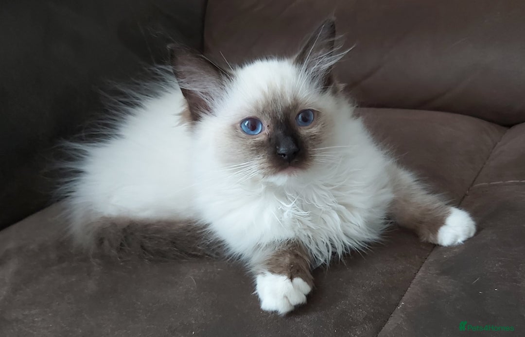 Ragdoll cats for sale: RAGDOLL SEAL POINT BLUE EYES READY NOW! - Image 27