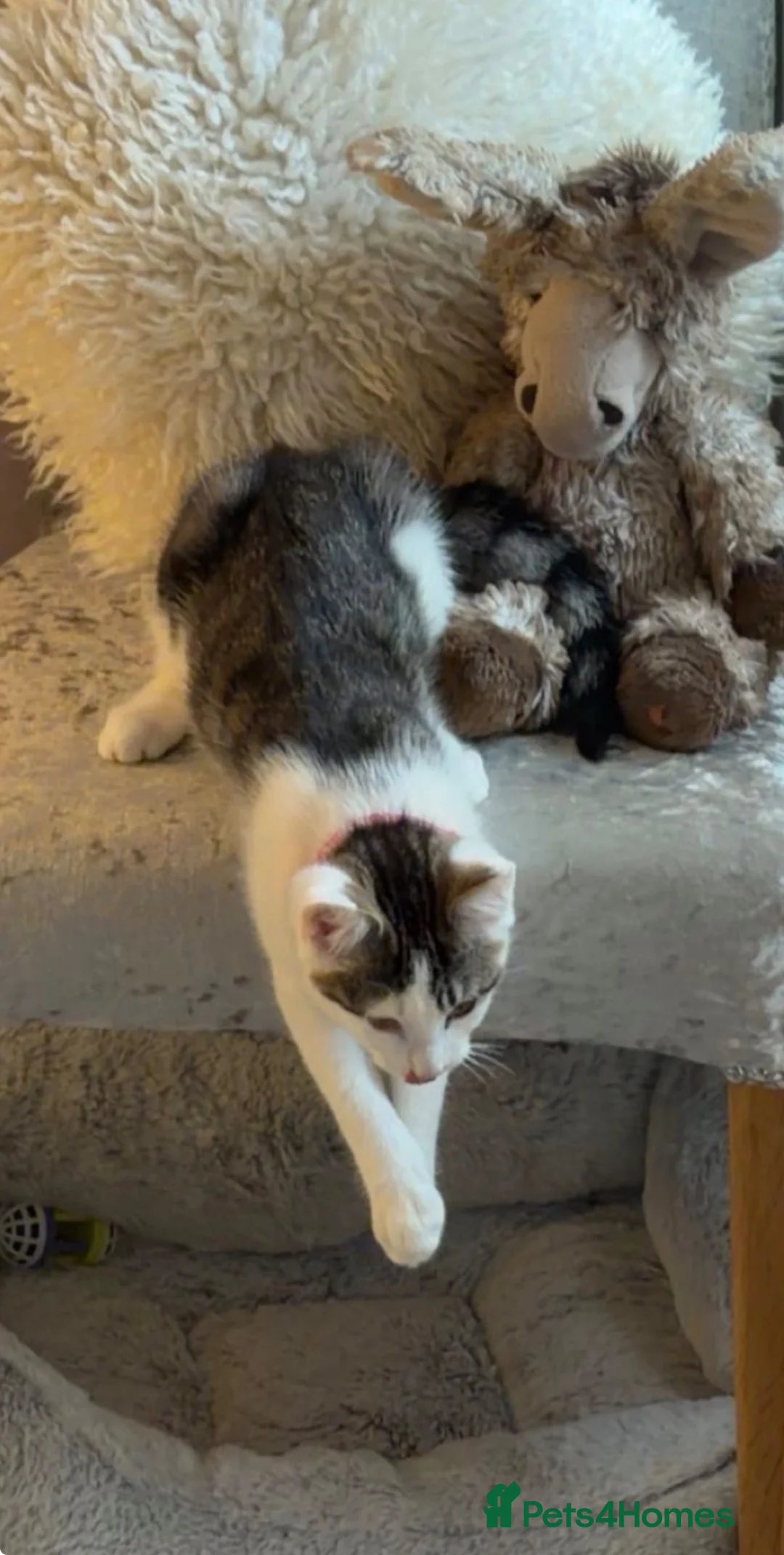 Mixed Breed cats for sale: 2 Male Kittenz  in Doncaster - Advert 2