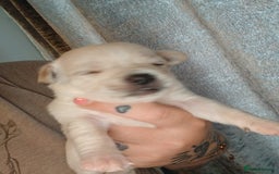 Mixed Breed dogs for sale: Jackawawas  - Image 9