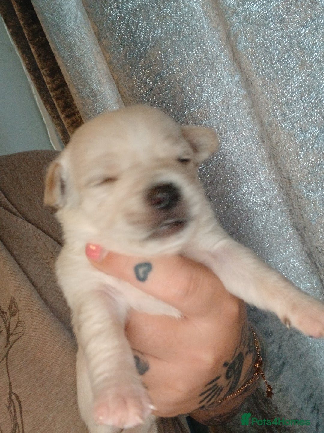 Mixed Breed dogs for sale: Jackawawas  - Image 9