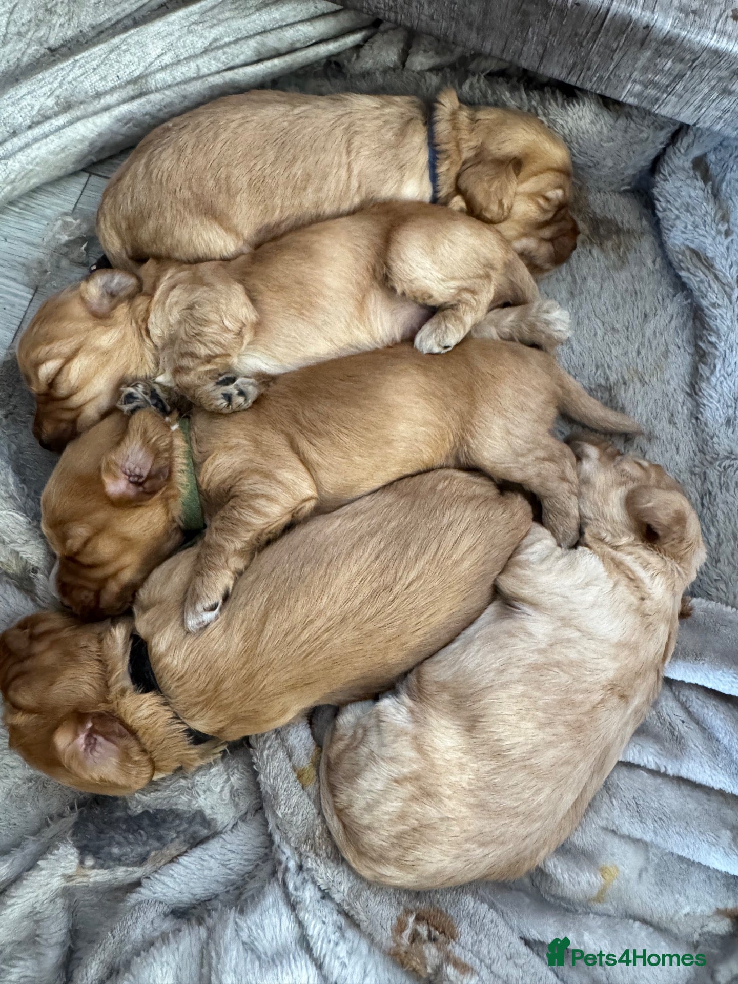 Cockapoo dogs 🧬 Gorgeous Cockapoo Puppies 🧬 Health Tested - Advert 1