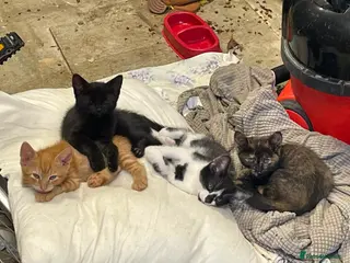 Domestic Shorthair cats Kittens Ready Now - Advert 8