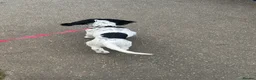 Cocker Spaniel dogs for sale: Puppy cocker spaniel  in Bromley - Advert 4