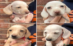Miniature Dachshund dogs for sale: Quality Miniature Dachshund - Smooth Creams - Image 1