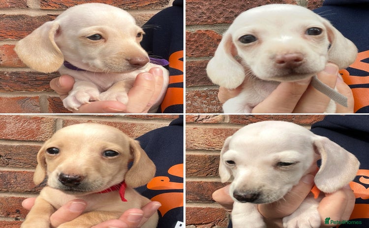 Miniature Dachshund dogs for sale - Advert 1