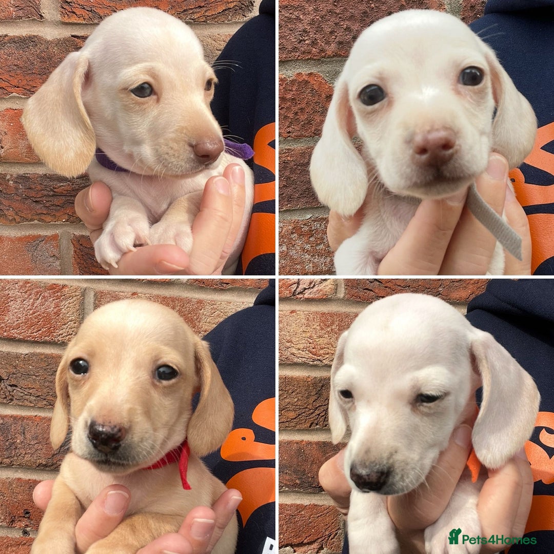 Miniature Dachshund dogs for sale: Quality Miniature Dachshund - Smooth Creams - Image 1
