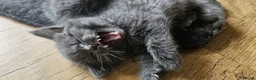 British Shorthair cats for sale: BRITISH SHORT HAIR BLUE EYES KITTENS - OLDHAM - Advert 9