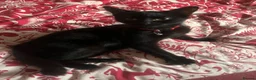 British Shorthair cats for sale: 4 rescue kittens  in Southall - Advert 9