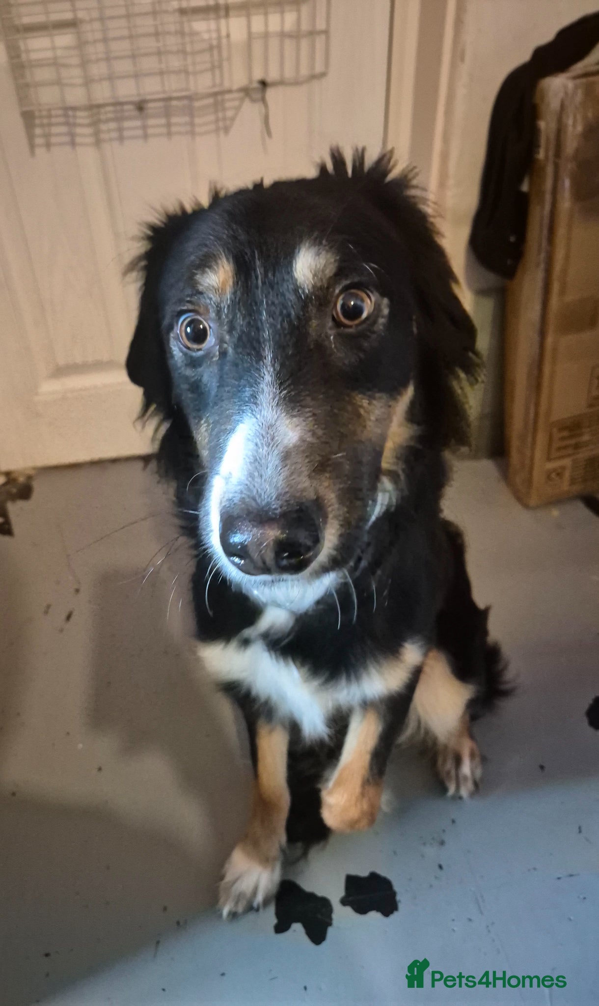 Mixed Breed dogs Collie cross - Advert 8