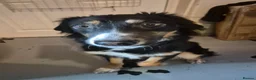 Mixed Breed dogs for sale: Collie cross - Advert 1