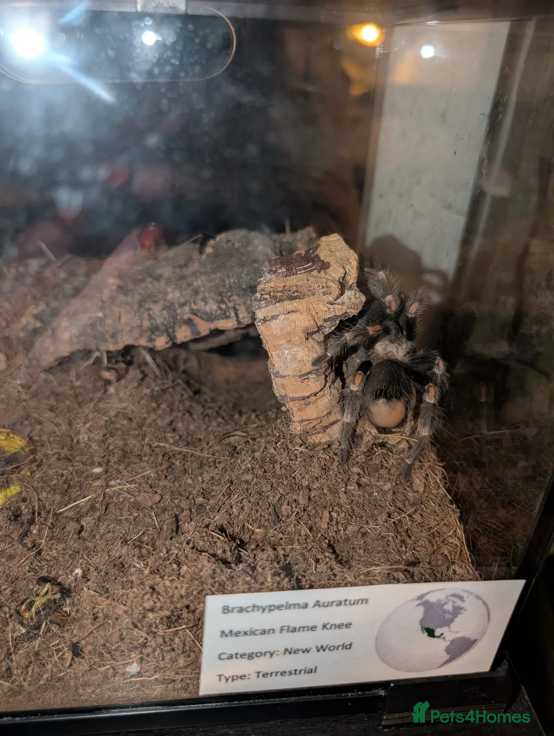 Tarantulas invertebrates for sale: Mexican red knee and Mexican Flame Knee  in Witham - Advert 2