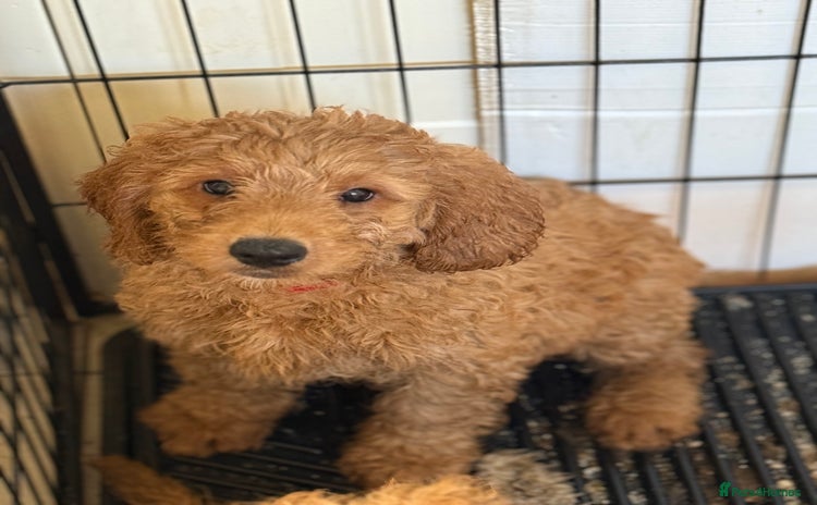 Australian Labradoodle dogs - Advert 1