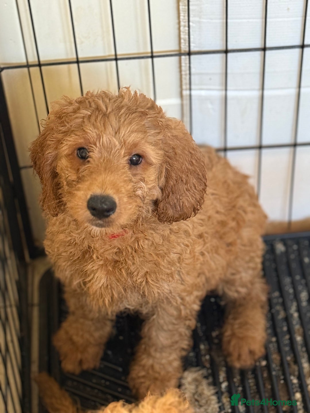 Australian Labradoodle dogs for sale: 5* Health tested Australian labradoodles  - Image 2