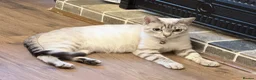 Bengal cats for sale: Snow/Leopard Bengal Kittens - Advert 1
