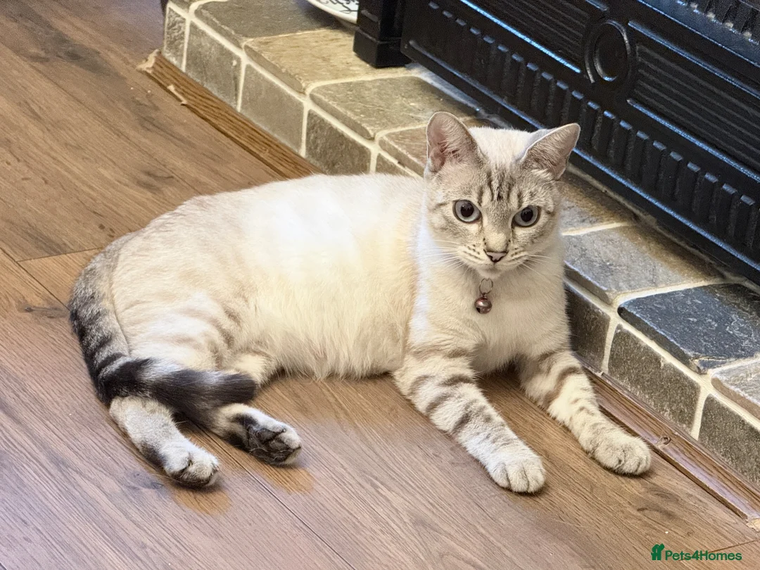 Bengal cats for sale: Snow/Leopard Bengal Kittens - Advert 1