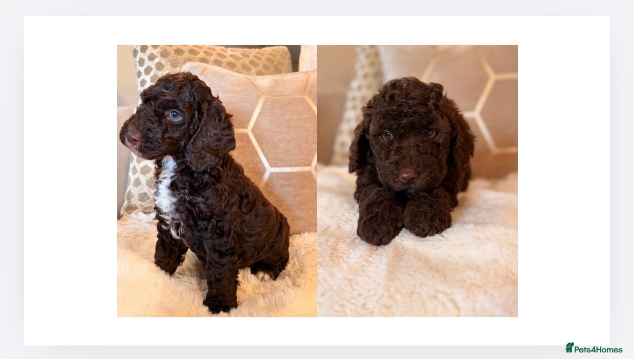 Labradoodle dogs ** RARE CHOC-PHANTOM MERLE/PARTI F1B LABRADOODLES - Advert 1
