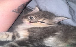 Maine Coon cats for sale: Mainecoons x ragdoll - Image 2