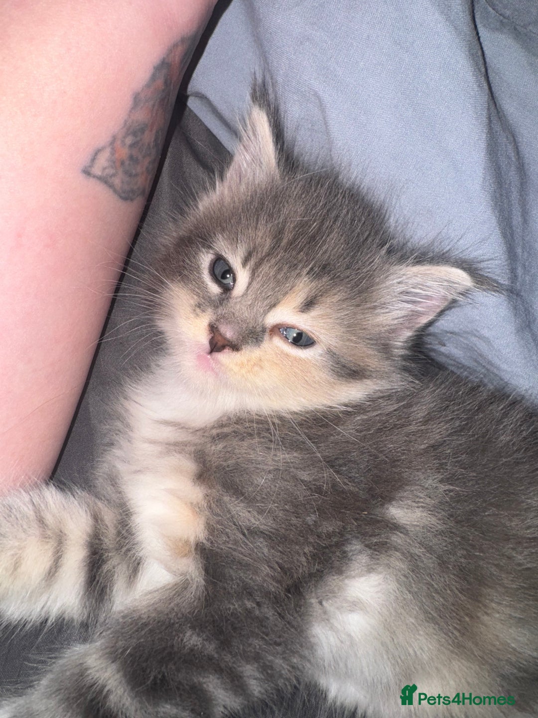 Maine Coon cats for sale: Mainecoons x ragdoll - Image 2