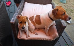 Jack Russell dogs for sale: Jack Russell Terrier  in Epping - Image 25