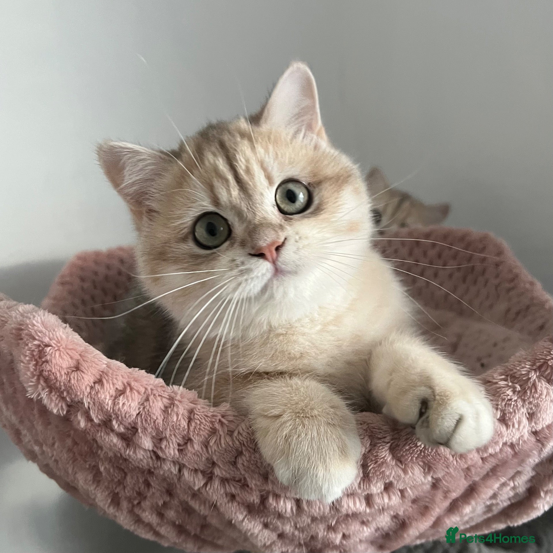 British Shorthair cats for sale: Gorgeous Blue and Black Golden British Shorthairs  - Advert 1
