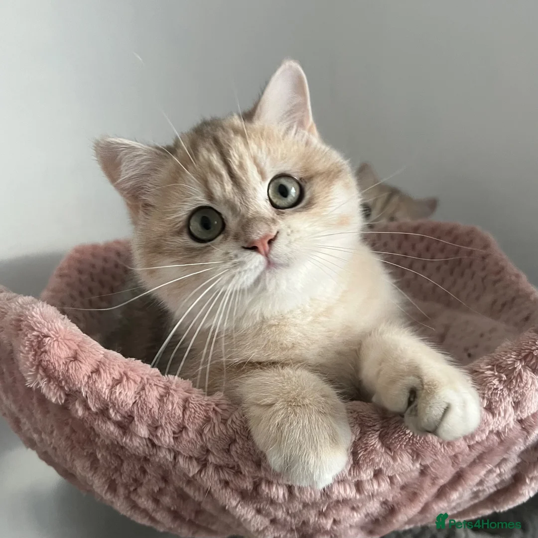 British Shorthair cats for sale: Gorgeous Blue and Black Golden British Shorthairs  - Advert 1