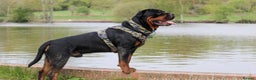 Rottweiler dogs for sale: 9 beautiful Rottweiler puppies for sale  - Advert 18