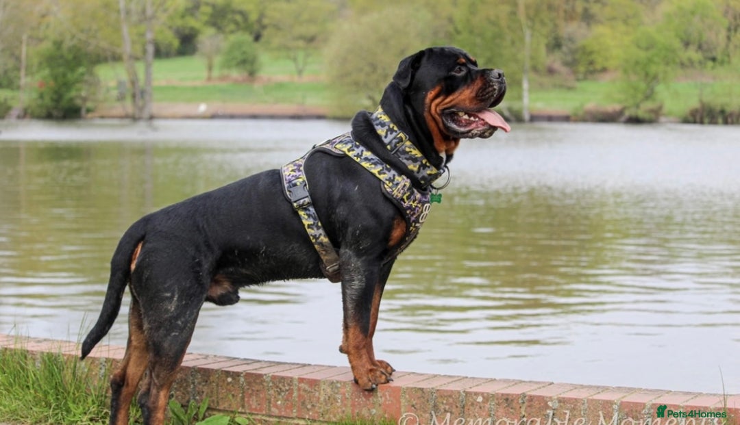 Rottweiler dogs for sale: 9 beautiful Rottweiler puppies for sale  - Advert 18