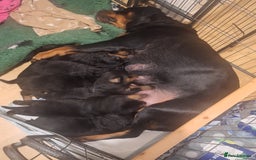Rottweiler dogs for sale: Kc rottweiler puppies  - Image 6