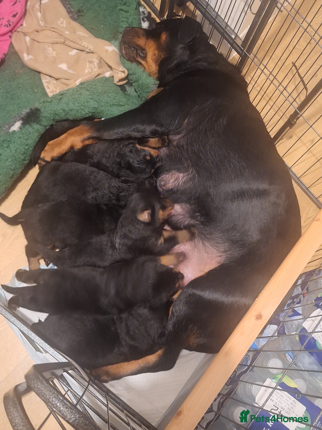 Rottweiler dogs for sale: Kc rottweiler puppies  - Image 6