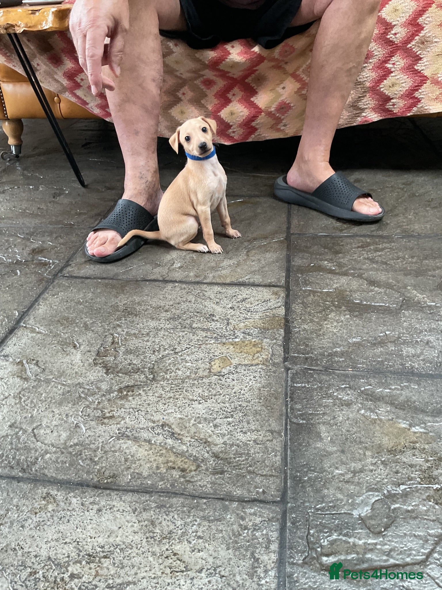 Italian Greyhound dogs Gorgeous litter of Kc reg Italian greyhound  - Advert 9