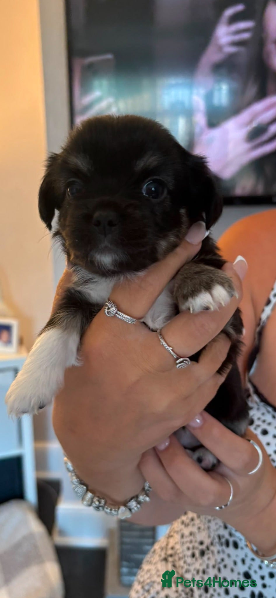 Chihuahua dogs Beautiful chihuahua babies - Advert 2