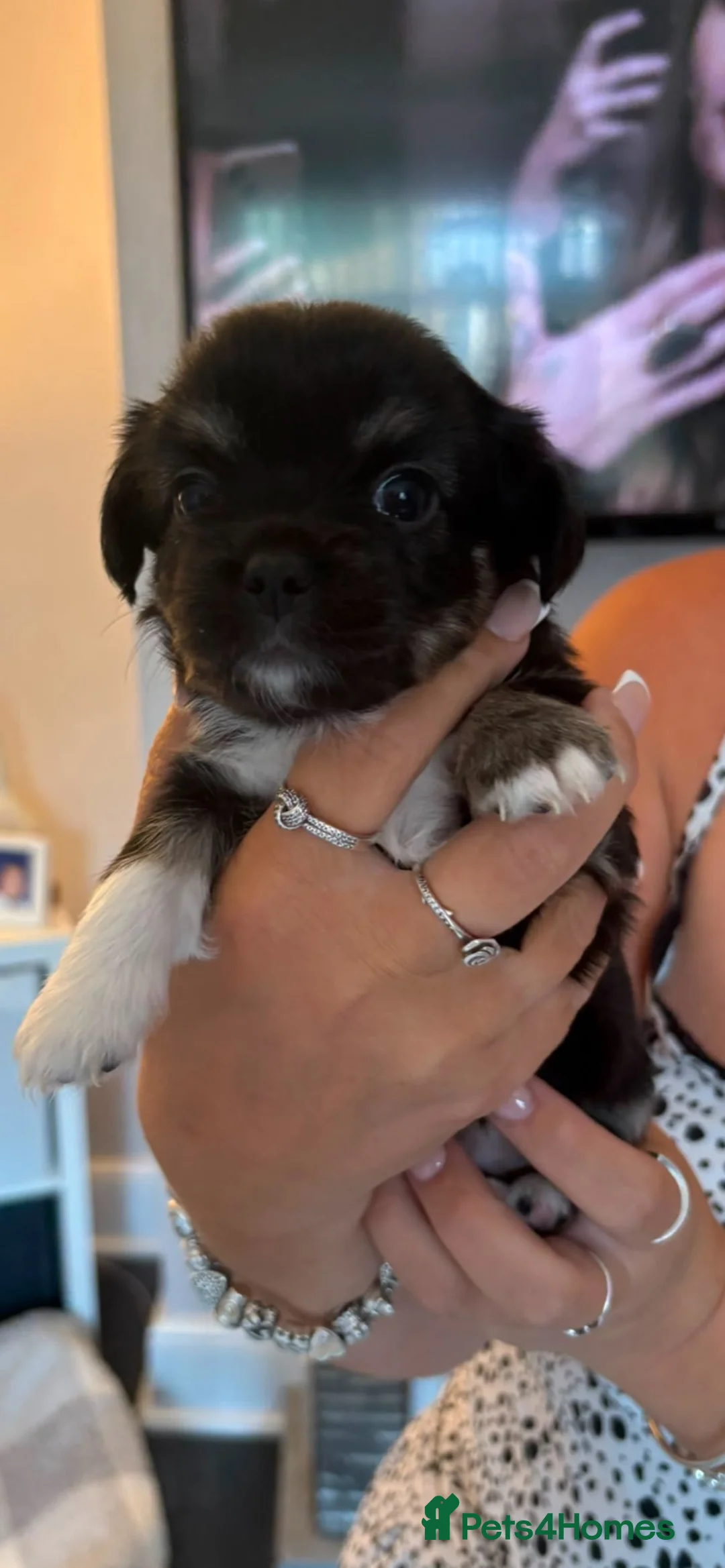 Chihuahua dogs for sale: Beautiful chihuahua babies - Advert 2
