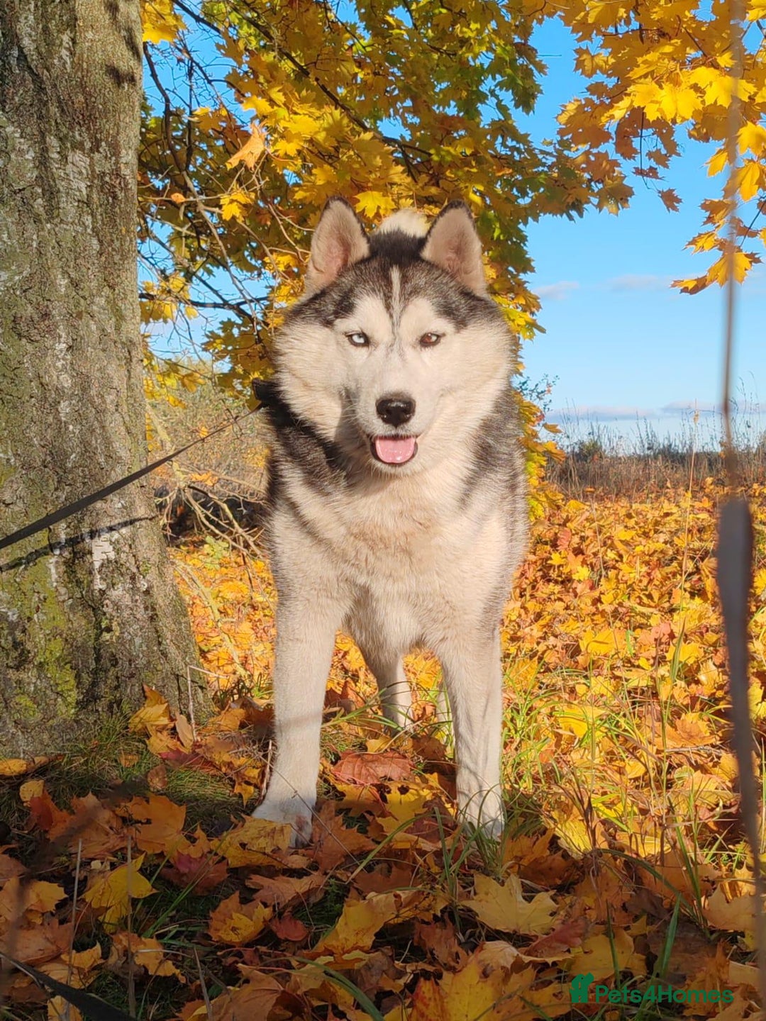 Siberian Husky dogs for adoption: CASPER – Husky (Male) - Advert 4