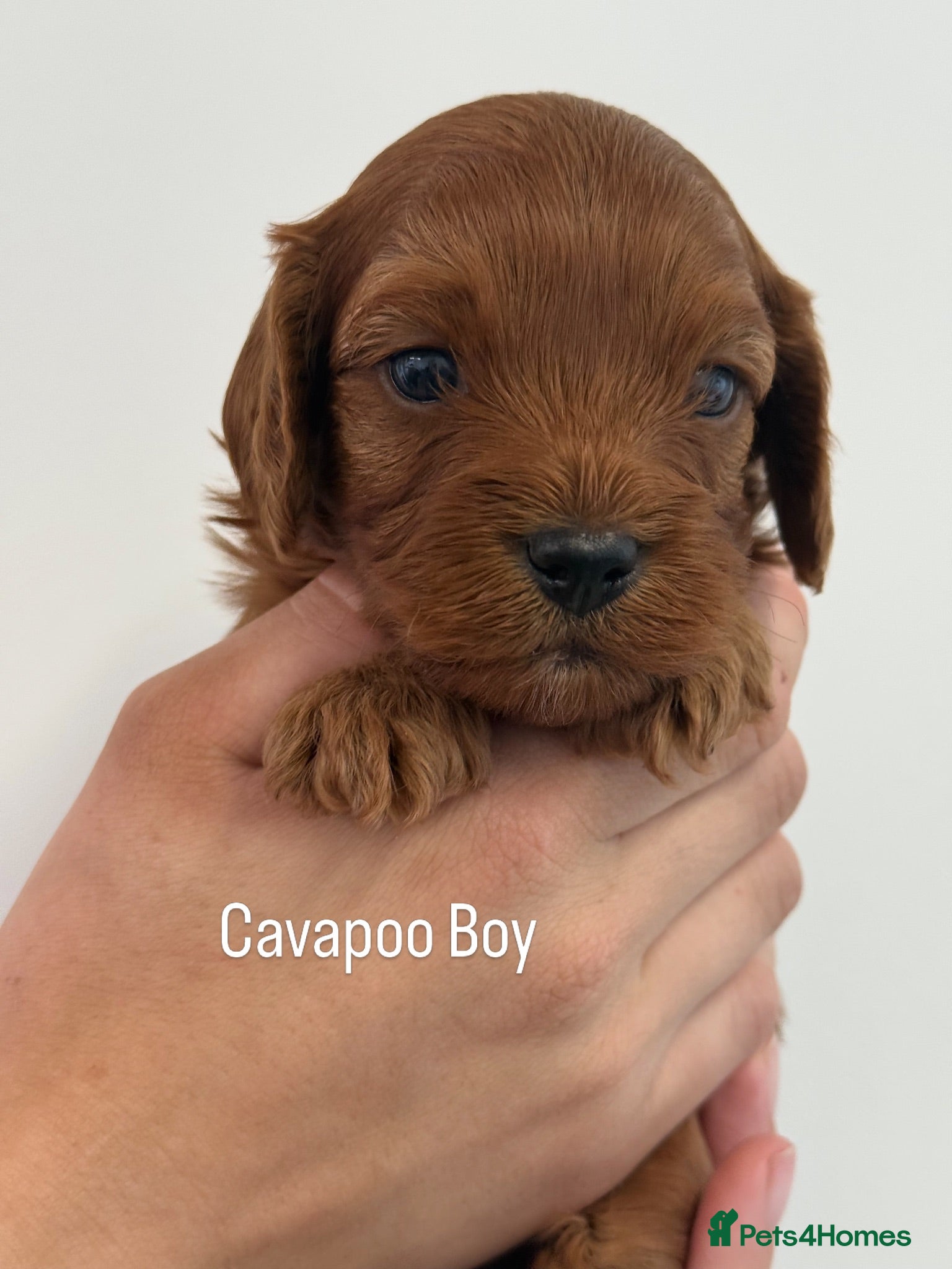 Cavapoo dogs Stunning deep dark red F1 Cavapoo’s - Advert 1