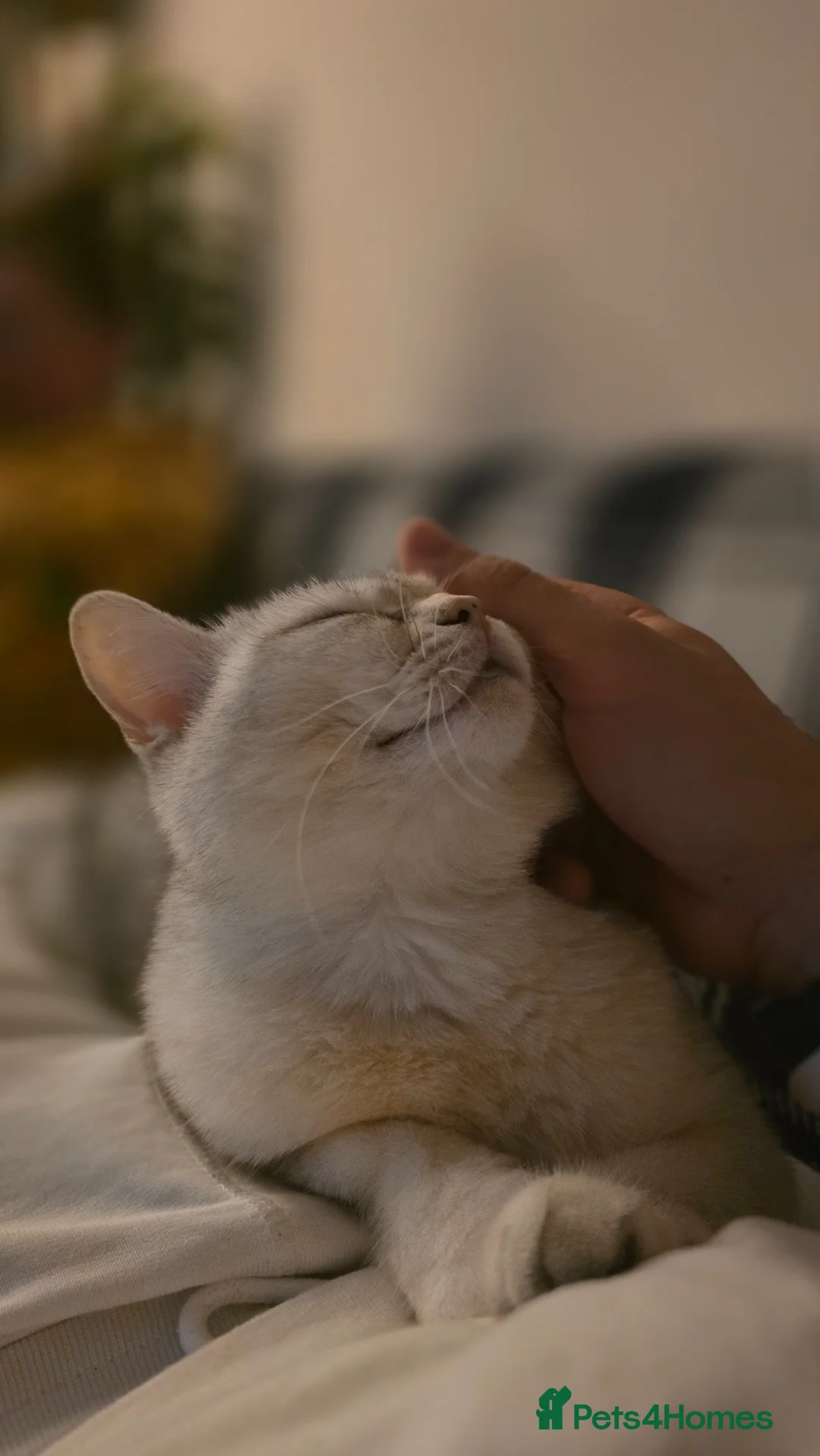 Mixed Breed cats for sale: Eevee is looking for a new home - Advert 2