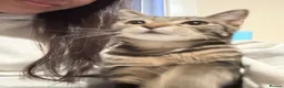 Domestic Shorthair cats for sale: Domestic shorthair need gone ASAP  in Oldham - Advert 4